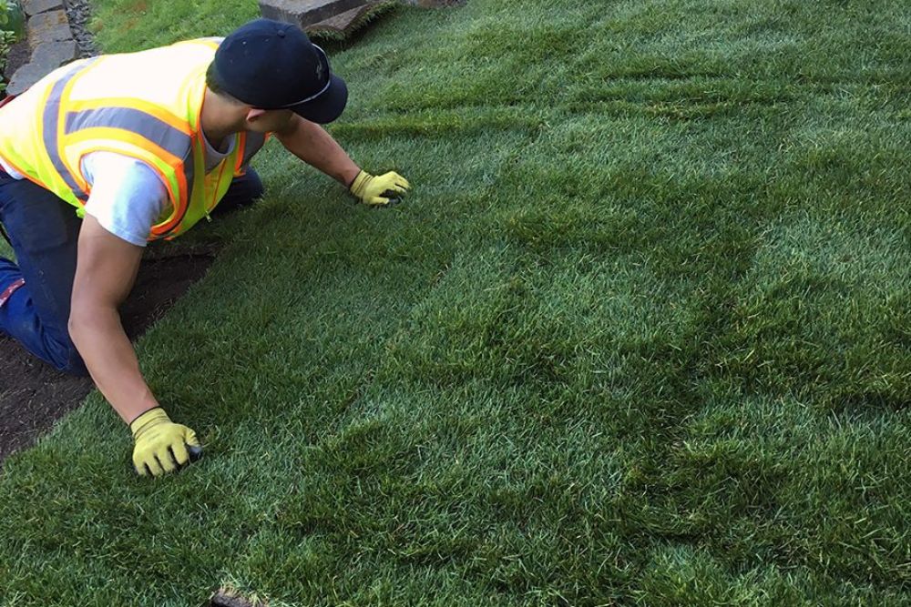 Is It Time For Sod Replacement In Your Yard