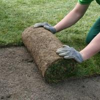 Sod Replacement