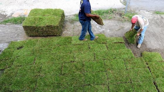 Sod Replacement