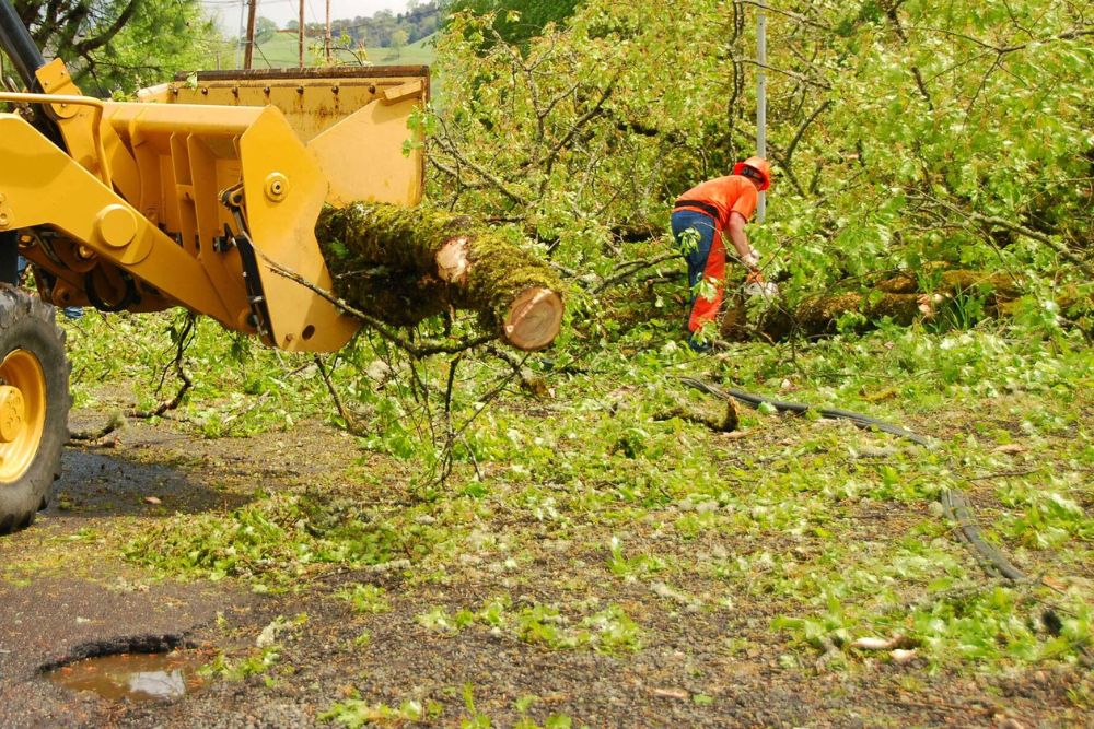 east texas land clearing how to deal with special problems