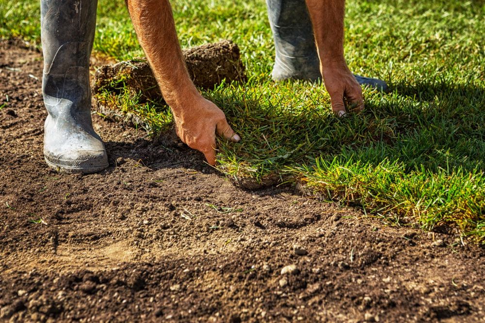 Sod Replacement And Drought Management